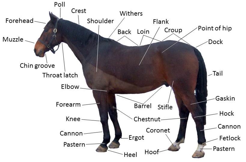 Points_of_a_horse.jpg